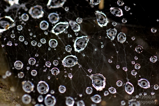 Macro_rain_drops_droplet_nature_Photography_029_Canon_EOS_5D_Mark_IV.JPG