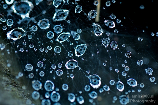 Macro_rain_drops_droplet_nature_Photography_030_Canon_EOS_5D_Mark_IV.JPG