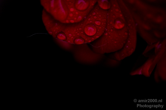 Macro_rain_drops_droplet_nature_Photography_032_Canon_EOS_5D_Mark_IV.JPG