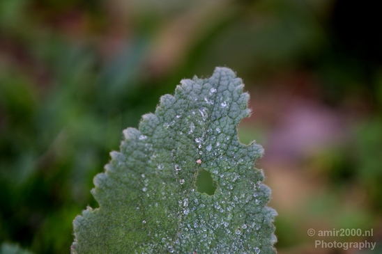 Macro_rain_drops_droplet_nature_Photography_033_Canon_EOS_5D_Mark_IV.JPG