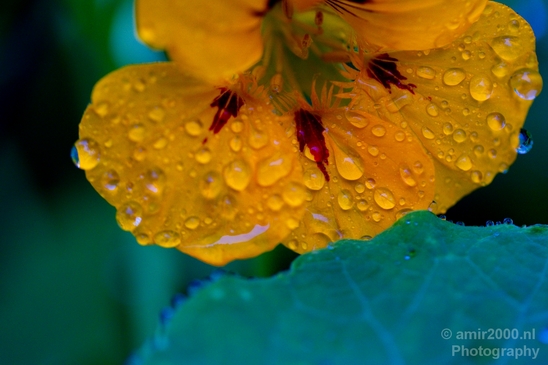 Macro_rain_drops_droplet_nature_Photography_034_Canon_EOS_5D_Mark_IV.JPG
