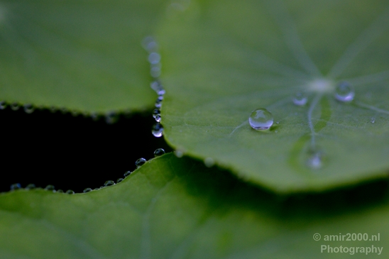 Macro_rain_drops_droplet_nature_Photography_035_Canon_EOS_5D_Mark_IV.JPG