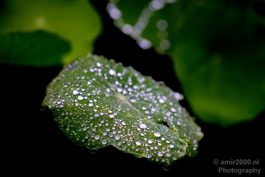 Macro_rain_drops_droplet_nature_Photography_038_Canon_EOS_5D_Mark_IV.JPG