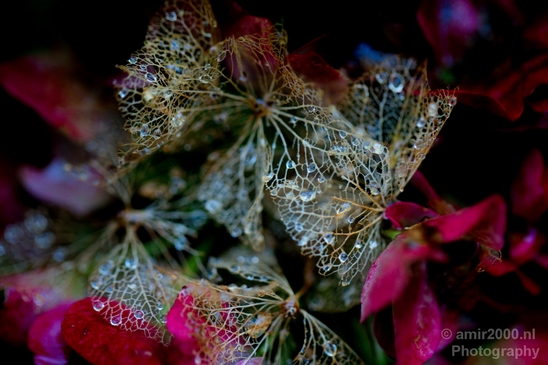 Macro_rain_drops_droplet_nature_Photography_039_Canon_EOS_5D_Mark_IV.JPG