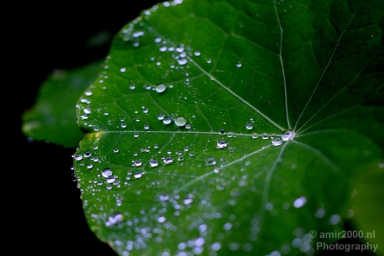 Macro_rain_drops_droplet_nature_Photography_041_Canon_EOS_5D_Mark_IV.JPG