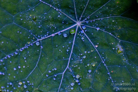 Macro_rain_drops_droplet_nature_Photography_042_Canon_EOS_5D_Mark_IV.JPG