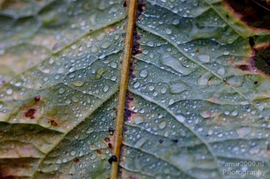 Macro_rain_drops_droplet_nature_Photography_043_Canon_EOS_5D_Mark_IV.JPG