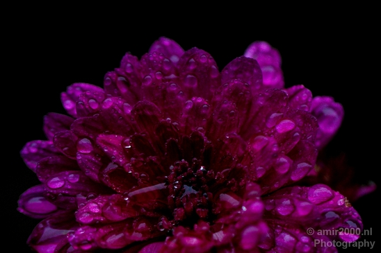 Macro_rain_drops_droplet_nature_Photography_045_Canon_EOS_5D_Mark_IV.JPG