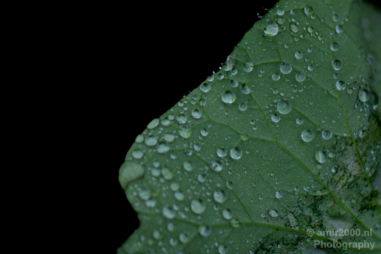 Macro_rain_drops_droplet_nature_Photography_046_Canon_EOS_5D_Mark_IV.JPG
