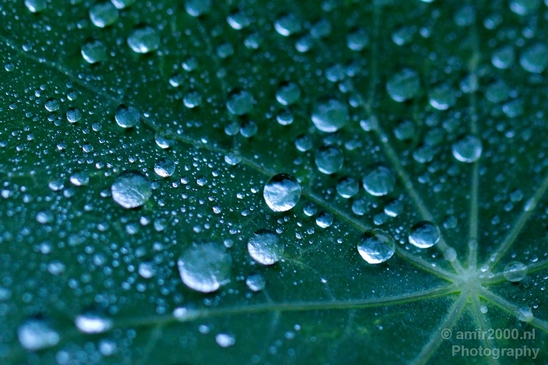 Macro_rain_drops_droplet_nature_Photography_055_Canon_EOS_5D_Mark_IV.JPG