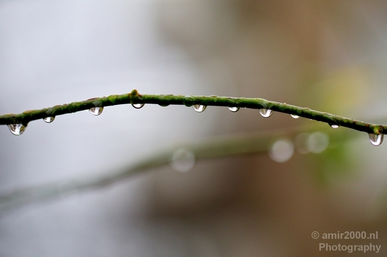 Macro_rain_drops_droplet_nature_Photography_057_Canon_EOS_5D_Mark_IV.JPG