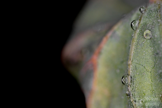 Macro_rain_drops_droplet_nature_Photography_061_Canon_EOS_5D_Mark_IV.JPG