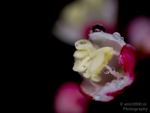 Macro_rain_drops_droplet_nature_Photography_062_Canon_EOS_5D_Mark_IV.JPG