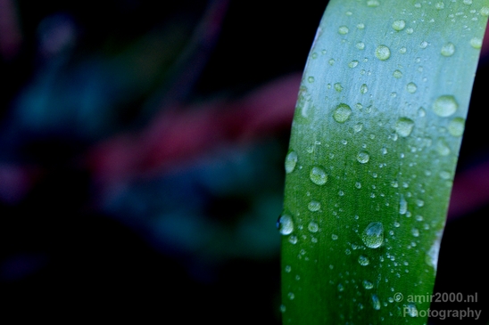 Macro_rain_drops_droplet_nature_Photography_067_Canon_EOS_5D_Mark_IV.JPG