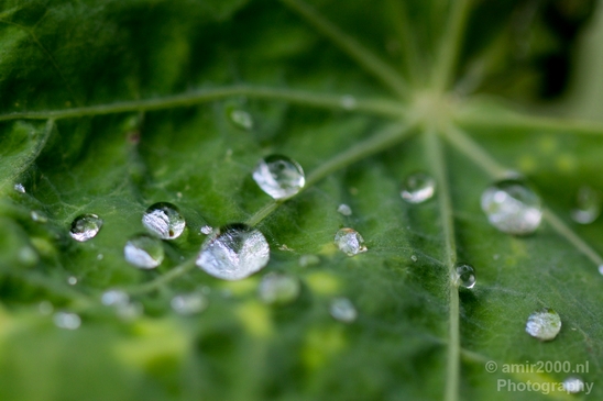 Macro_rain_drops_droplet_nature_Photography_068_Canon_EOS_5D_Mark_IV.JPG