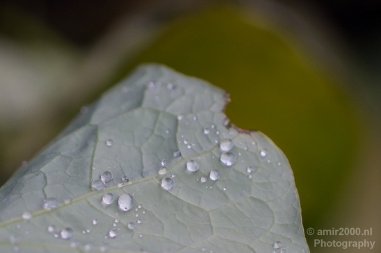 Macro_rain_drops_droplet_nature_Photography_069_Canon_EOS_5D_Mark_IV.JPG