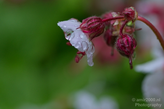 Macro_rain_drops_droplet_nature_Photography_073_Canon_EOS_5D_Mark_IV.JPG