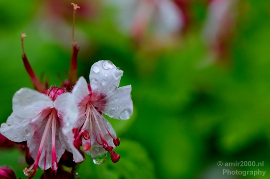 Macro_rain_drops_droplet_nature_Photography_074_Canon_EOS_5D_Mark_IV.JPG