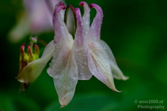 Macro_rain_drops_droplet_nature_Photography_076_Canon_EOS_5D_Mark_IV.JPG