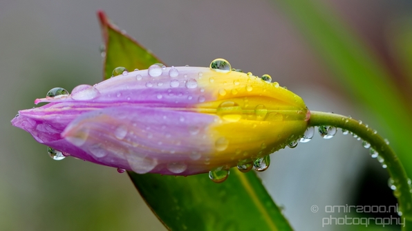 Macro_rain_drops_droplet_nature_Photography_093_Canon_EOS_5D_Mark_IV.JPG