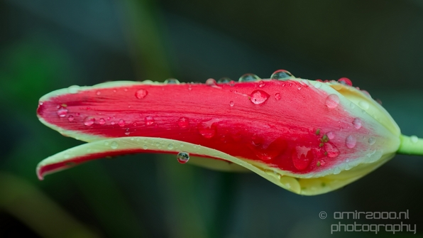 Macro_rain_drops_droplet_nature_Photography_099_Canon_EOS_5D_Mark_IV.JPG