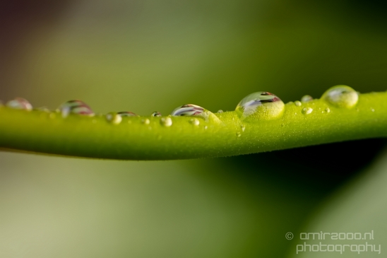 Macro_rain_drops_droplet_nature_Photography_101_Canon_EOS_5D_Mark_IV.JPG