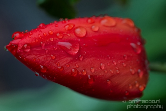Macro_rain_drops_droplet_nature_Photography_103_Canon_EOS_5D_Mark_IV.JPG