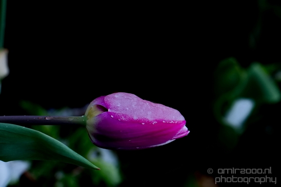 Macro_rain_drops_droplet_nature_Photography_105_Canon_EOS_5D_Mark_IV.JPG