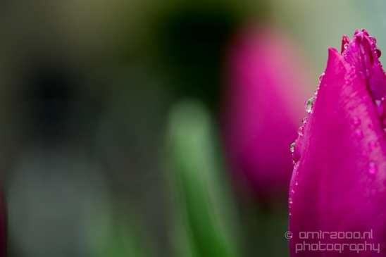 Macro_rain_drops_droplet_nature_Photography_107_Canon_EOS_5D_Mark_IV.JPG