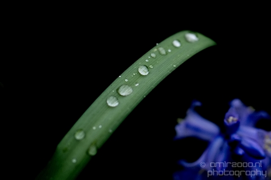 Macro_rain_drops_droplet_nature_Photography_109_Canon_EOS_5D_Mark_IV.JPG