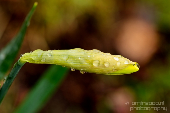 Macro_rain_drops_droplet_nature_Photography_112_Canon_EOS_5D_Mark_IV.JPG