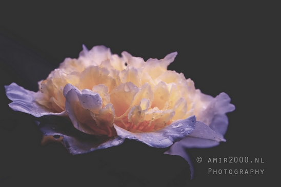 Macro_rain_drops_droplet_nature_Photography_113_Canon_EOS_5D_Mark_IV.JPG