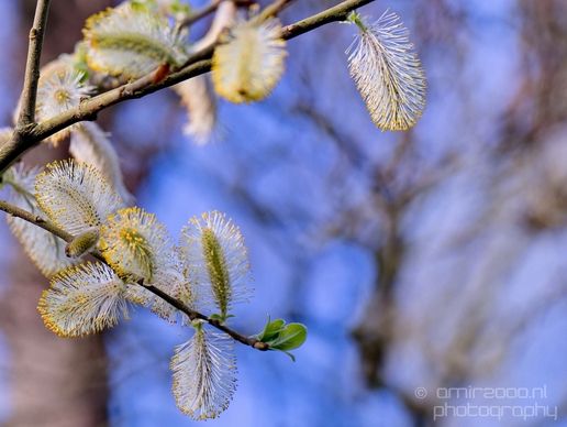 Macro_spring_blossom_looking_at_plants_nature_Photography_001_Canon_EOS_5D_Mark_IV.JPG