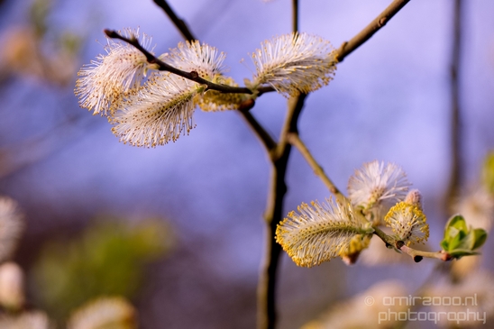 Macro_spring_blossom_looking_at_plants_nature_Photography_002_Canon_EOS_5D_Mark_IV.JPG