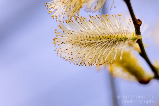 Macro_spring_blossom_looking_at_plants_nature_Photography_003_Canon_EOS_5D_Mark_IV.JPG