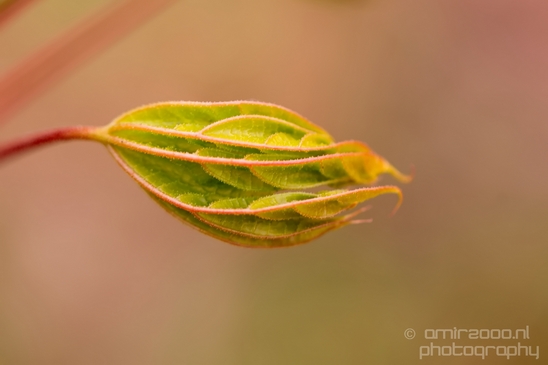 Macro_spring_blossom_looking_at_plants_nature_Photography_004_Canon_EOS_5D_Mark_IV.JPG