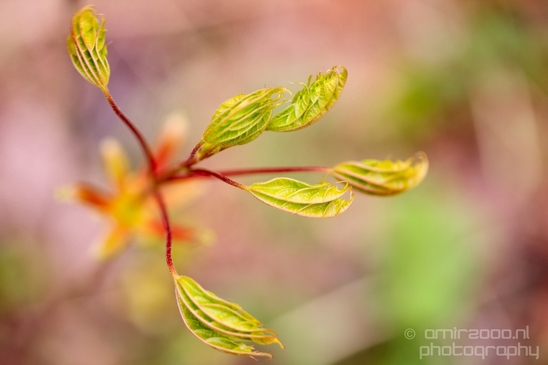 Macro_spring_blossom_looking_at_plants_nature_Photography_005_Canon_EOS_5D_Mark_IV.JPG