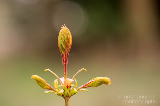 Macro_spring_blossom_looking_at_plants_nature_Photography_006_Canon_EOS_5D_Mark_IV.JPG