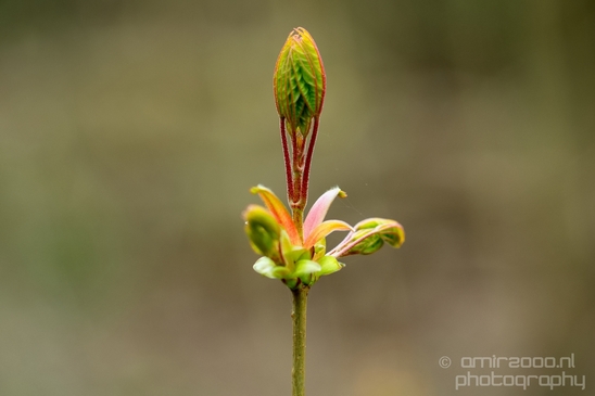 Macro_spring_blossom_looking_at_plants_nature_Photography_007_Canon_EOS_5D_Mark_IV.JPG