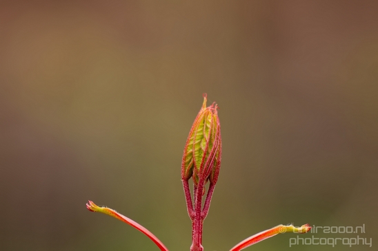 Macro_spring_blossom_looking_at_plants_nature_Photography_008_Canon_EOS_5D_Mark_IV.JPG