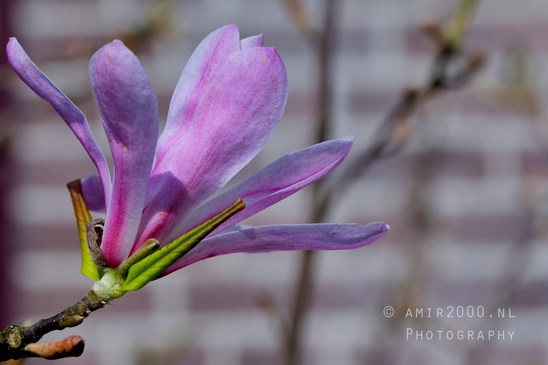 Macro_spring_blossom_looking_at_plants_nature_Photography_009_Canon_EOS_5D_Mark_IV.JPG