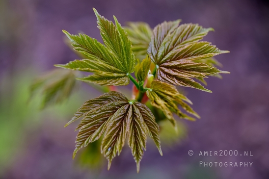 Macro_spring_blossom_looking_at_plants_nature_Photography_011_Canon_EOS_5D_Mark_IV.JPG