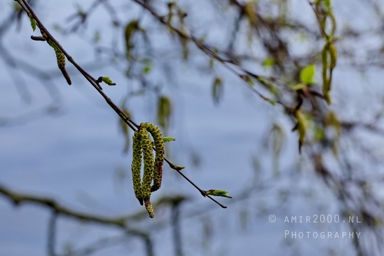 Macro_spring_blossom_looking_at_plants_nature_Photography_012_Canon_EOS_5D_Mark_IV.JPG