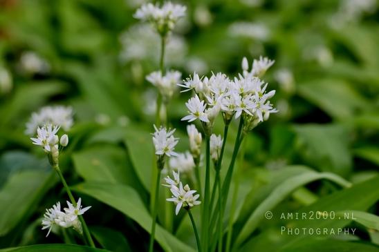 Macro_spring_blossom_looking_at_plants_nature_Photography_013_Canon_EOS_5D_Mark_IV.JPG