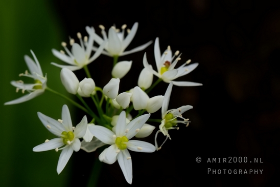 Macro_spring_blossom_looking_at_plants_nature_Photography_014_Canon_EOS_5D_Mark_IV.JPG
