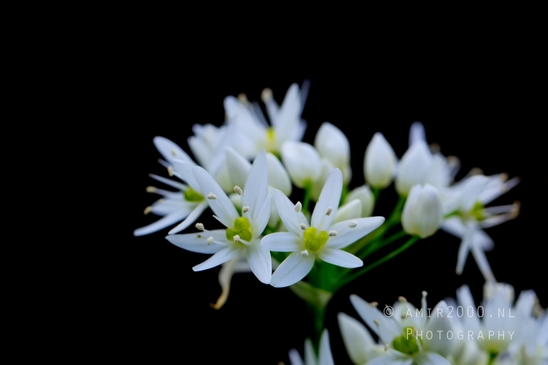 Macro_spring_blossom_looking_at_plants_nature_Photography_017_Canon_EOS_5D_Mark_IV.JPG