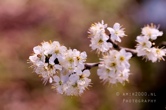 Macro_spring_blossom_looking_at_plants_nature_Photography_018_Canon_EOS_5D_Mark_IV.JPG