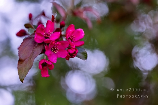 Macro_spring_blossom_looking_at_plants_nature_Photography_021_Canon_EOS_5D_Mark_IV.JPG