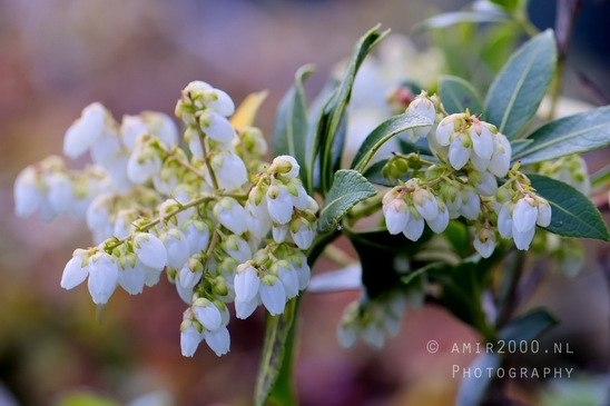 Macro_spring_blossom_looking_at_plants_nature_Photography_022_Canon_EOS_5D_Mark_IV.JPG