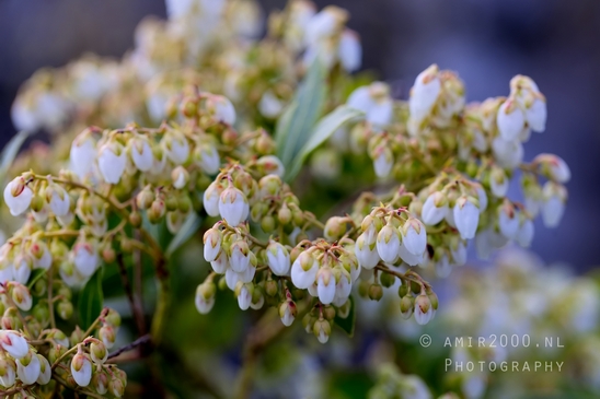 Macro_spring_blossom_looking_at_plants_nature_Photography_023_Canon_EOS_5D_Mark_IV.JPG